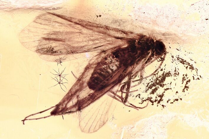 Detailed Fossil Caddisfly (Trichoptera) In Baltic Amber #357780